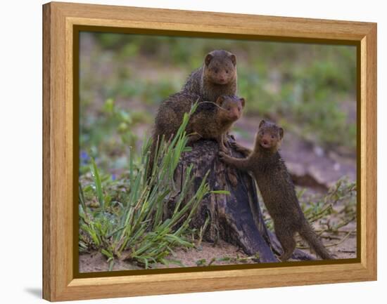 Africa. Tanzania. Dwarf mongoose family in Tarangire National Park.-Ralph H^ Bendjebar-Framed Premier Image Canvas