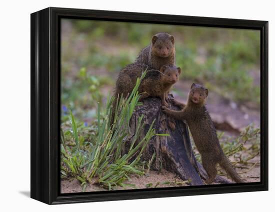 Africa. Tanzania. Dwarf mongoose family in Tarangire National Park.-Ralph H^ Bendjebar-Framed Premier Image Canvas