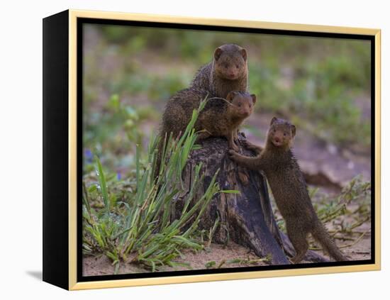 Africa. Tanzania. Dwarf mongoose family in Tarangire National Park.-Ralph H^ Bendjebar-Framed Premier Image Canvas