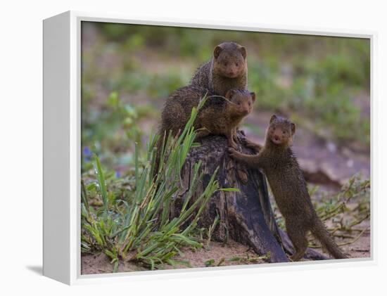 Africa. Tanzania. Dwarf mongoose family in Tarangire National Park.-Ralph H^ Bendjebar-Framed Premier Image Canvas