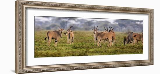 Africa. Tanzania. Eland at Ndutu, Serengeti National Park.-Ralph H^ Bendjebar-Framed Photographic Print