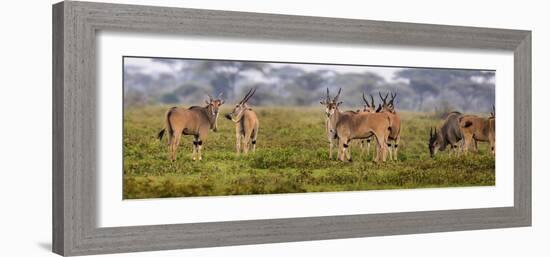 Africa. Tanzania. Eland at Ndutu, Serengeti National Park.-Ralph H^ Bendjebar-Framed Photographic Print