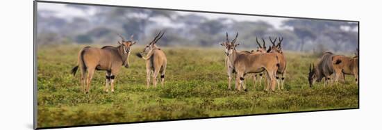 Africa. Tanzania. Eland at Ndutu, Serengeti National Park.-Ralph H^ Bendjebar-Mounted Photographic Print