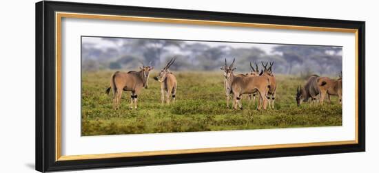 Africa. Tanzania. Eland at Ndutu, Serengeti National Park.-Ralph H^ Bendjebar-Framed Photographic Print