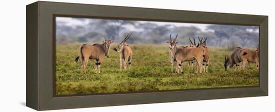 Africa. Tanzania. Eland at Ndutu, Serengeti National Park.-Ralph H^ Bendjebar-Framed Premier Image Canvas
