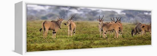 Africa. Tanzania. Eland at Ndutu, Serengeti National Park.-Ralph H^ Bendjebar-Framed Premier Image Canvas