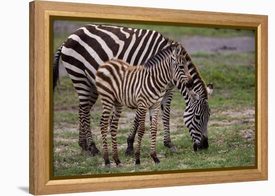 Africa. Tanzania. Female Zebra with colt, Serengeti National Park.-Ralph H. Bendjebar-Framed Premier Image Canvas