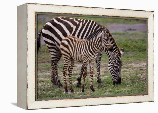 Africa. Tanzania. Female Zebra with colt, Serengeti National Park.-Ralph H. Bendjebar-Framed Premier Image Canvas