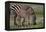 Africa. Tanzania. Female Zebra with colt, Serengeti National Park.-Ralph H. Bendjebar-Framed Premier Image Canvas