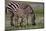 Africa. Tanzania. Female Zebra with colt, Serengeti National Park.-Ralph H. Bendjebar-Mounted Photographic Print