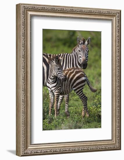 Africa. Tanzania. Female Zebra with colt, Serengeti National Park.-Ralph H. Bendjebar-Framed Photographic Print