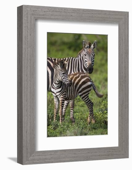 Africa. Tanzania. Female Zebra with colt, Serengeti National Park.-Ralph H. Bendjebar-Framed Photographic Print