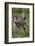 Africa. Tanzania. Female Zebra with colt, Serengeti National Park.-Ralph H. Bendjebar-Framed Photographic Print