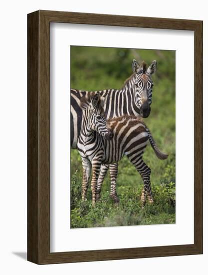 Africa. Tanzania. Female Zebra with colt, Serengeti National Park.-Ralph H. Bendjebar-Framed Photographic Print