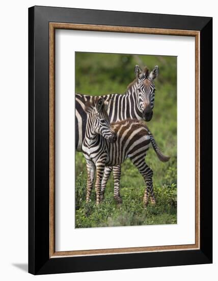 Africa. Tanzania. Female Zebra with colt, Serengeti National Park.-Ralph H. Bendjebar-Framed Photographic Print