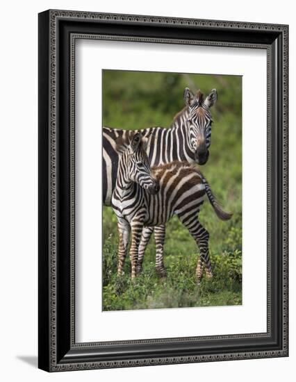 Africa. Tanzania. Female Zebra with colt, Serengeti National Park.-Ralph H. Bendjebar-Framed Photographic Print