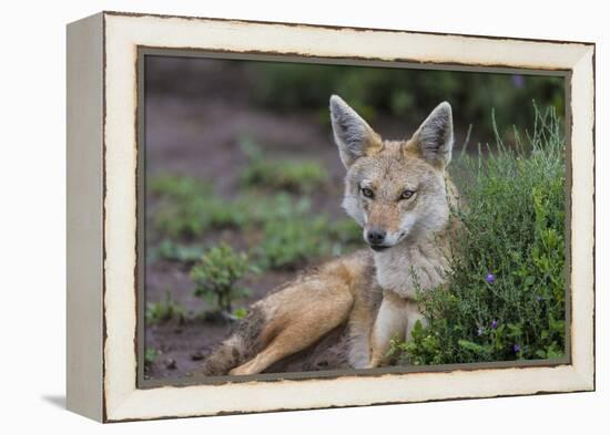 Africa. Tanzania. Golden jackal, Canis aureus, Serengeti National Park.-Ralph H. Bendjebar-Framed Premier Image Canvas