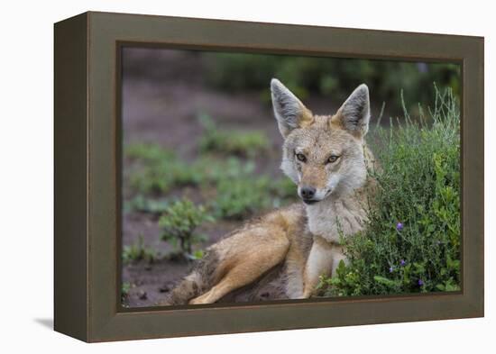 Africa. Tanzania. Golden jackal, Canis aureus, Serengeti National Park.-Ralph H. Bendjebar-Framed Premier Image Canvas