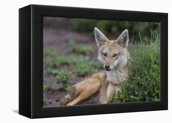 Africa. Tanzania. Golden jackal, Canis aureus, Serengeti National Park.-Ralph H. Bendjebar-Framed Premier Image Canvas