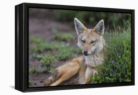 Africa. Tanzania. Golden jackal, Canis aureus, Serengeti National Park.-Ralph H. Bendjebar-Framed Premier Image Canvas