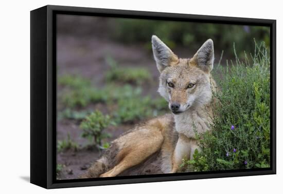 Africa. Tanzania. Golden jackal, Canis aureus, Serengeti National Park.-Ralph H. Bendjebar-Framed Premier Image Canvas