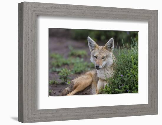 Africa. Tanzania. Golden jackal, Canis aureus, Serengeti National Park.-Ralph H. Bendjebar-Framed Photographic Print