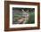 Africa. Tanzania. Golden jackal, Canis aureus, Serengeti National Park.-Ralph H. Bendjebar-Framed Photographic Print