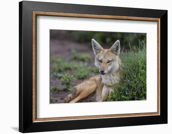 Africa. Tanzania. Golden jackal, Canis aureus, Serengeti National Park.-Ralph H. Bendjebar-Framed Photographic Print