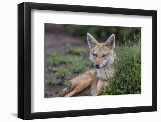 Africa. Tanzania. Golden jackal, Canis aureus, Serengeti National Park.-Ralph H. Bendjebar-Framed Photographic Print