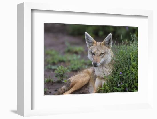 Africa. Tanzania. Golden jackal, Canis aureus, Serengeti National Park.-Ralph H. Bendjebar-Framed Photographic Print