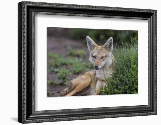 Africa. Tanzania. Golden jackal, Canis aureus, Serengeti National Park.-Ralph H. Bendjebar-Framed Photographic Print