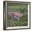 Africa. Tanzania. Grant's gazelle, Serengeti National Park.-Ralph H. Bendjebar-Framed Photographic Print