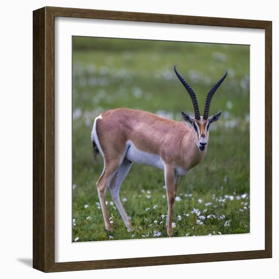 Africa. Tanzania. Grant's gazelle, Serengeti National Park.-Ralph H. Bendjebar-Framed Photographic Print