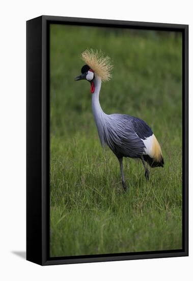 Africa. Tanzania. Grey crowned crane, Balearica regulorum, at Ngorongoro crater.-Ralph H. Bendjebar-Framed Premier Image Canvas