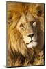 Africa, Tanzania. Headshot of a male lion.-Ellen Goff-Mounted Photographic Print