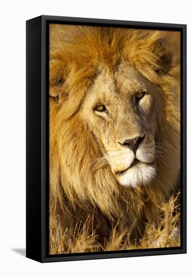 Africa, Tanzania. Headshot of a male lion.-Ellen Goff-Framed Premier Image Canvas