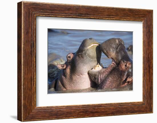 Africa. Tanzania. Hippopotamus, Serengeti National Park.-Ralph H. Bendjebar-Framed Photographic Print