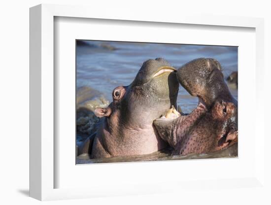 Africa. Tanzania. Hippopotamus, Serengeti National Park.-Ralph H. Bendjebar-Framed Photographic Print