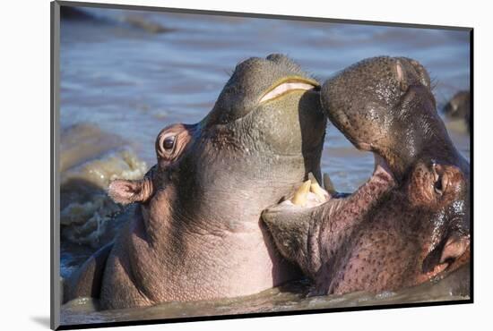 Africa. Tanzania. Hippopotamus, Serengeti National Park.-Ralph H. Bendjebar-Mounted Photographic Print