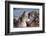 Africa. Tanzania. Hippopotamus, Serengeti National Park.-Ralph H. Bendjebar-Framed Photographic Print