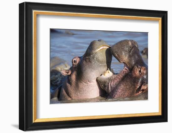 Africa. Tanzania. Hippopotamus, Serengeti National Park.-Ralph H. Bendjebar-Framed Photographic Print