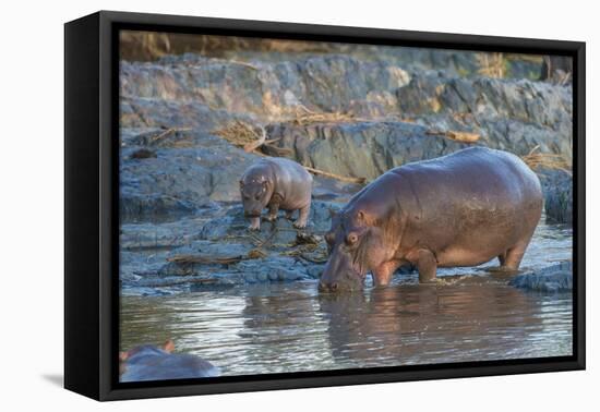 Africa. Tanzania. Hippopotamus, Serengeti National Park.-Ralph H. Bendjebar-Framed Premier Image Canvas