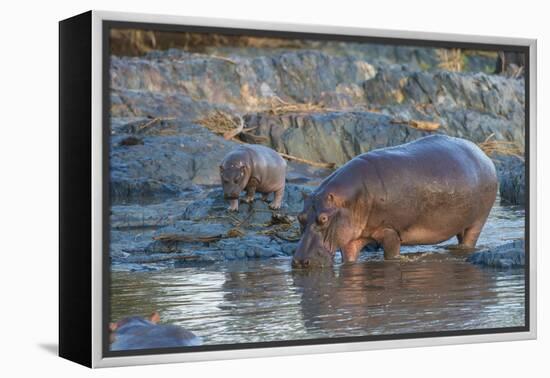 Africa. Tanzania. Hippopotamus, Serengeti National Park.-Ralph H. Bendjebar-Framed Premier Image Canvas