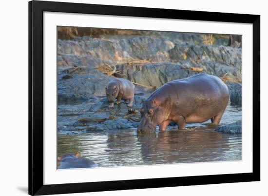 Africa. Tanzania. Hippopotamus, Serengeti National Park.-Ralph H. Bendjebar-Framed Photographic Print