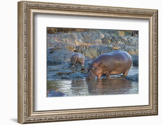 Africa. Tanzania. Hippopotamus, Serengeti National Park.-Ralph H. Bendjebar-Framed Photographic Print