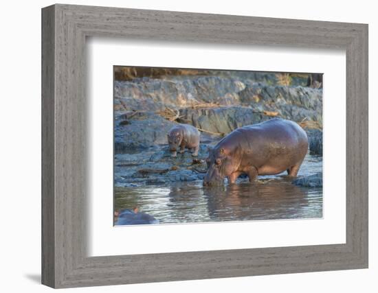 Africa. Tanzania. Hippopotamus, Serengeti National Park.-Ralph H. Bendjebar-Framed Photographic Print