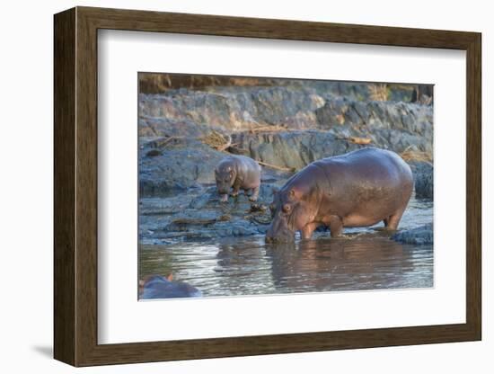 Africa. Tanzania. Hippopotamus, Serengeti National Park.-Ralph H. Bendjebar-Framed Photographic Print