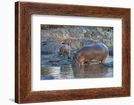 Africa. Tanzania. Hippopotamus, Serengeti National Park.-Ralph H. Bendjebar-Framed Photographic Print