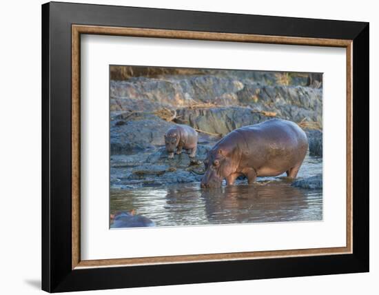 Africa. Tanzania. Hippopotamus, Serengeti National Park.-Ralph H. Bendjebar-Framed Photographic Print