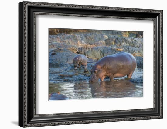 Africa. Tanzania. Hippopotamus, Serengeti National Park.-Ralph H. Bendjebar-Framed Photographic Print